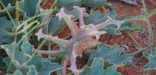 P3270232 - Kopie (640x360) (640x360)