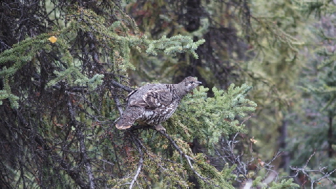 P9130506 (640x360) (640x360)