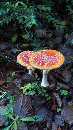 PB210529 - Kopie (360x640)