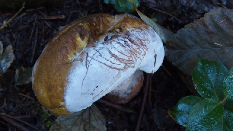 PB210530 - Kopie (640x360)