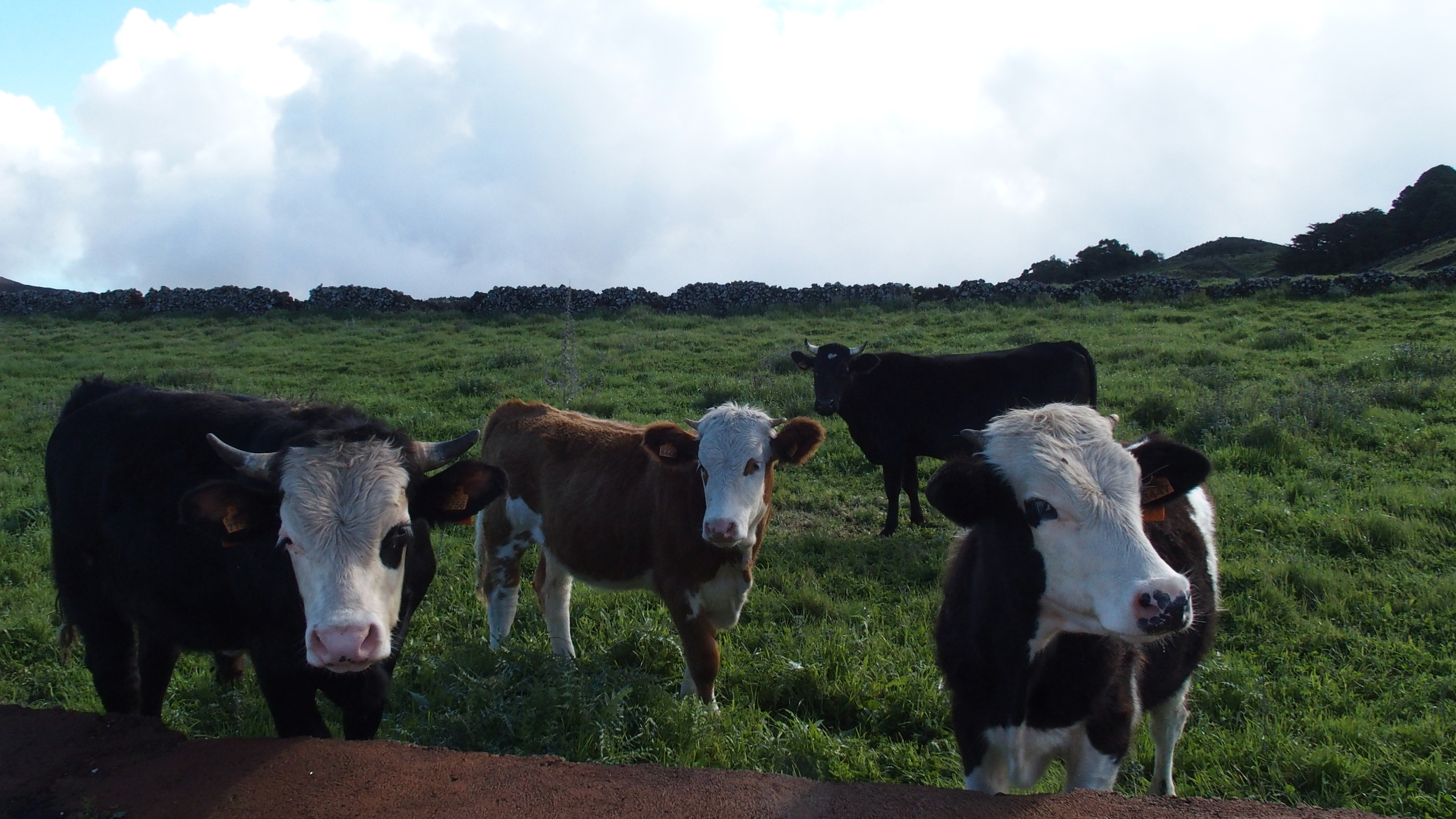 Die In -MUH-enzerinnen wollten gerne fotografiert werden