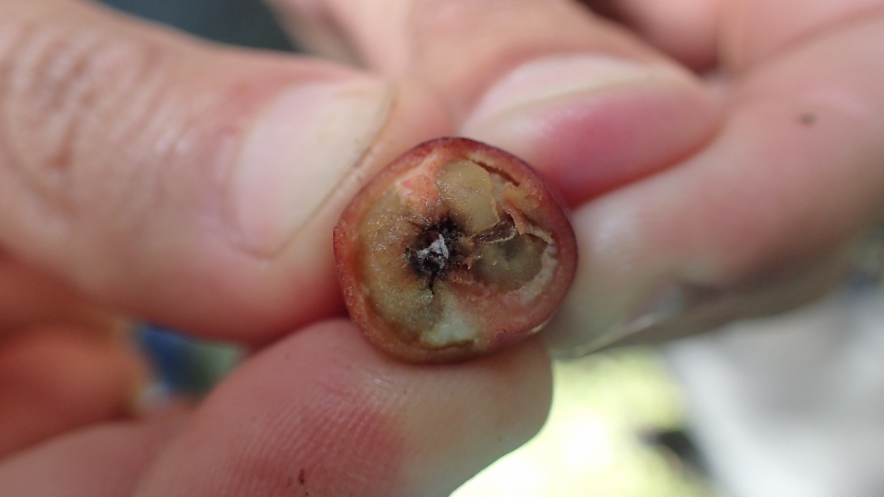 Broca, ein Insekt, welches seine Eier in die Kaffeekirsche legt