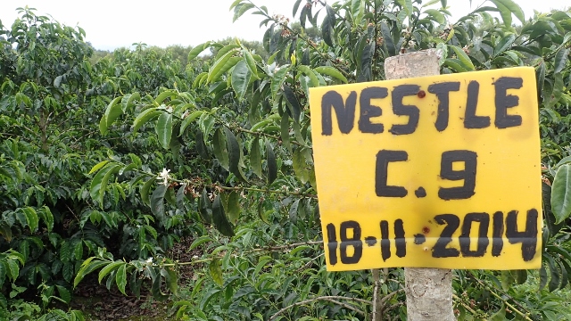 VERBESSERTE Kaffeesorte