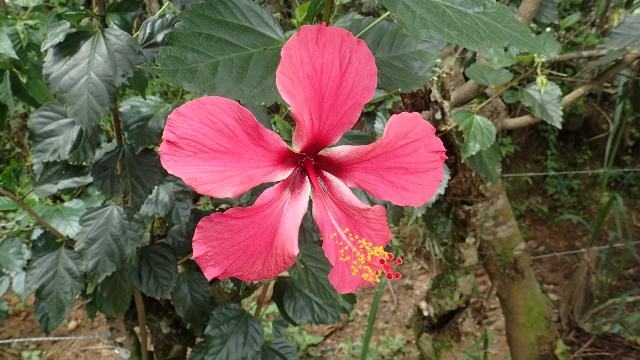 Sch&ouml;nheit im Garten der Zentrale