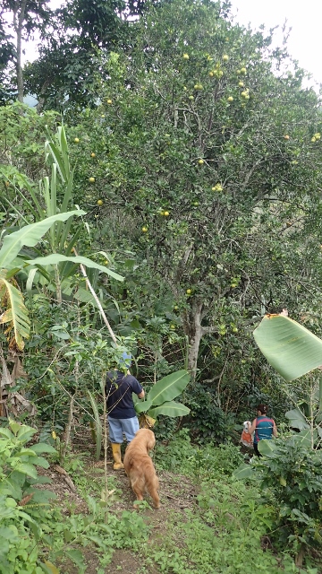 Familie braucht Orangen..ab in den Biokaffeeberg!