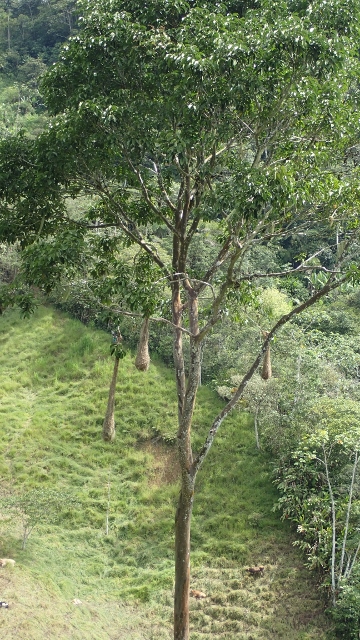 Bio Bauern lassen die grossen B&auml;ume auch stehen, dass Weberv&ouml;gel ihre Nester bauen k&ouml;nnen.