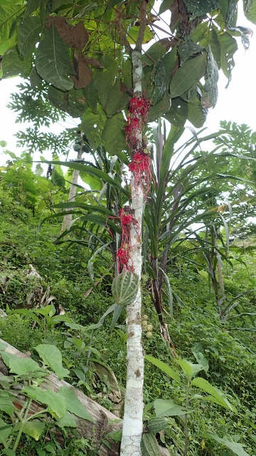 wilder Kakao, seltenes Gew&auml;chs im Bio Kaffeegarten
