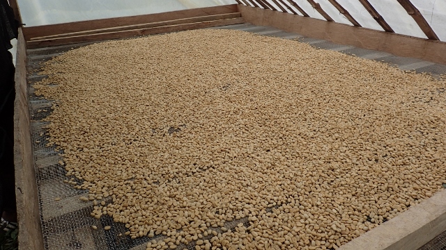 im Trocknungsraum der ersten Finca