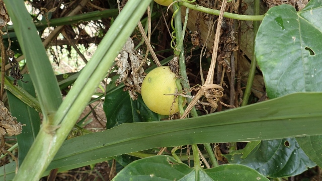 wilde Passionsfrucht